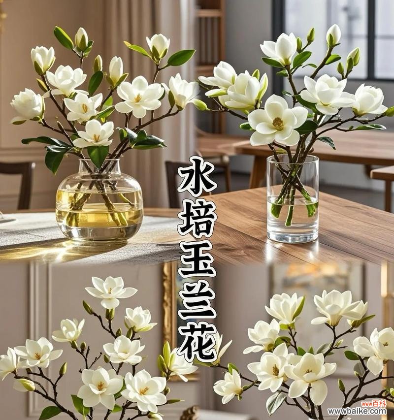 玉兰花有哪些颜色？不同颜色的花语是什么？