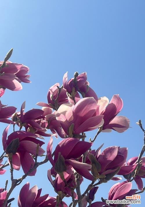 玉兰花有哪些颜色？不同颜色的花语是什么？