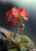 天竺葵的花语是什么？它象征着什么？