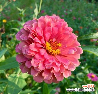 友情花海中的真挚情谊 代表友情的花——友谊之花开放在心间