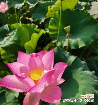 友情花海中的真挚情谊 代表友情的花——友谊之花开放在心间