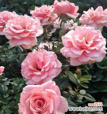 以花花为主题，探讨友情的真谛 友情花花，永远绽放在心间