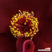 以花花为主题，探讨友情的真谛 友情花花，永远绽放在心间