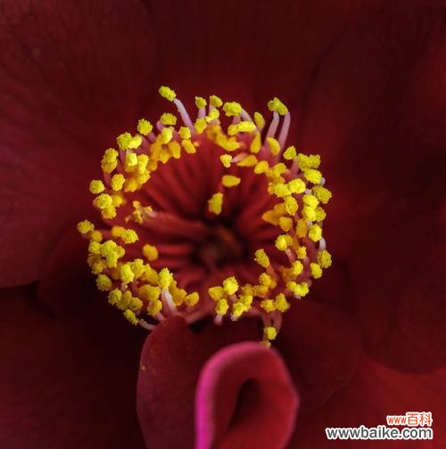 以花花为主题，探讨友情的真谛 友情花花，永远绽放在心间