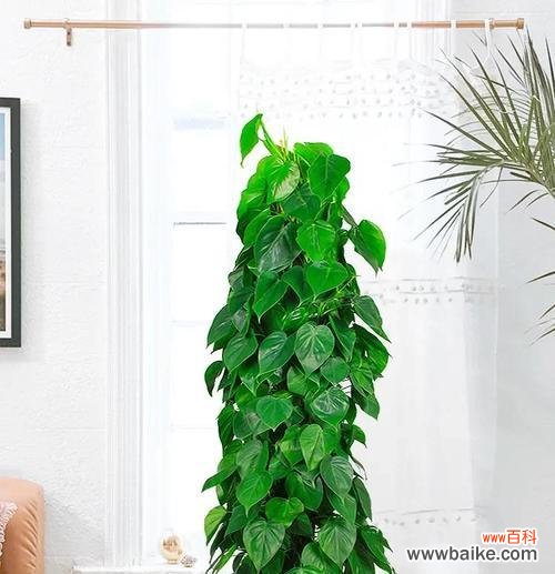 心叶藤的花语寓意是什么?心叶藤象征着什么?