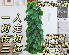 心叶藤的花语寓意是什么？心叶藤象征着什么？