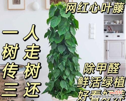 心叶藤的花语寓意是什么?心叶藤象征着什么?