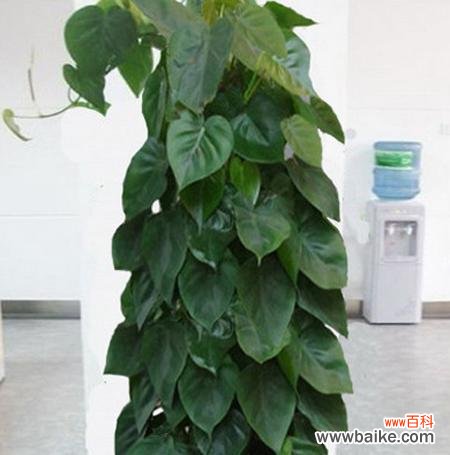 心叶藤的花语寓意是什么?心叶藤象征着什么?