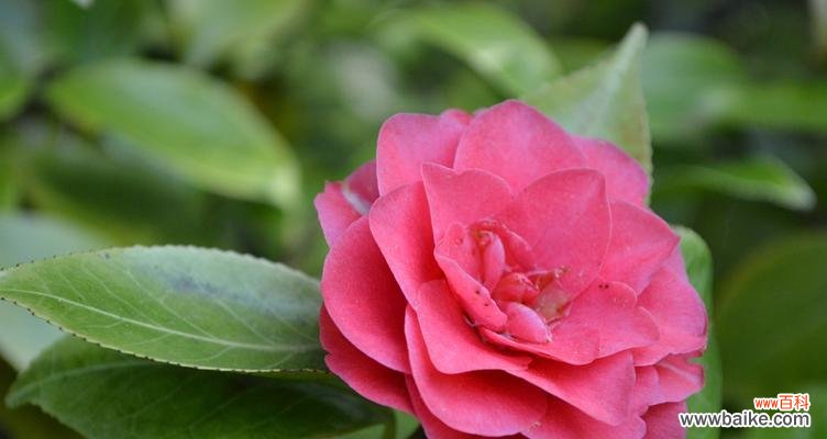 友谊的芬芳绽放,鲜花中的情谊 友谊之花