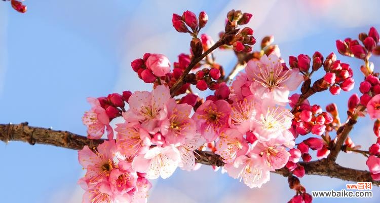 友谊的芬芳绽放,鲜花中的情谊 友谊之花