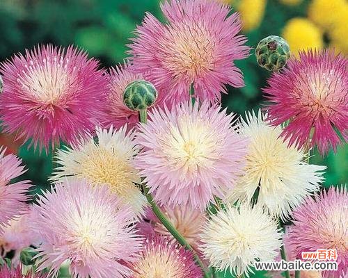 以花为媒，留住友谊的美好瞬间 友谊之花