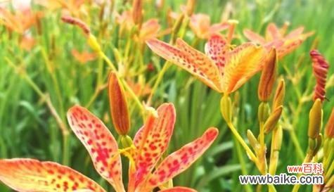 以花代表的友谊,让爱在心间长存 友谊之花绽放永恒