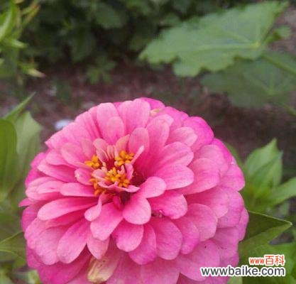 以鲜花为媒介,让友谊绽放绚丽之花 花言巧语,传递友谊的美好