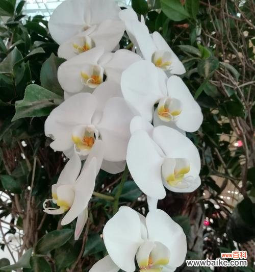 以鲜花为媒介,让友谊绽放绚丽之花 花言巧语,传递友谊的美好