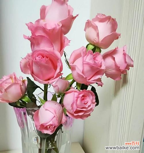 探索戴安娜玫瑰的深层意义,传递爱与祝福 戴安娜玫瑰的花语与传说