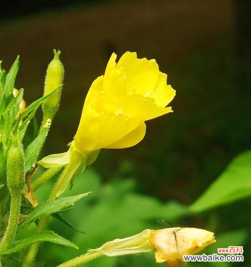 以待霄草花语传递生命的坚韧与美丽 待霄草花语