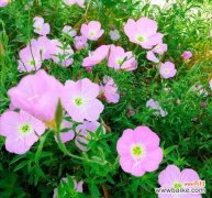 以待霄草花语传递生命的坚韧与美丽 待霄草花语