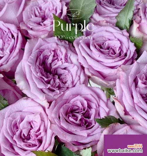 揭示淡紫色玫瑰所传达的情感和意义 淡紫色玫瑰花语