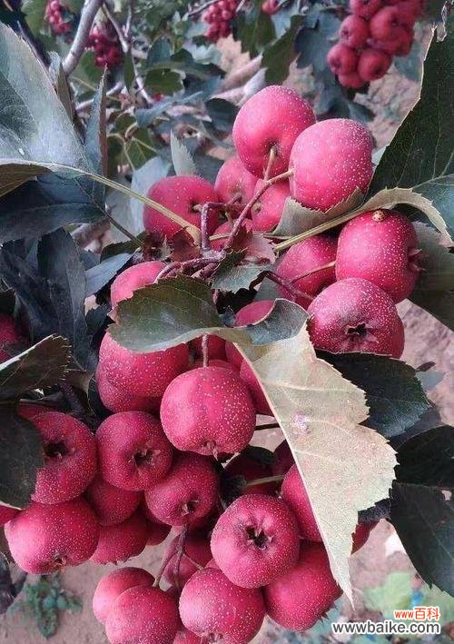 从水果中看世界的多样性与寓意 以单果代表意思——独特象征的力量