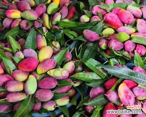 从水果中看世界的多样性与寓意 以单果代表意思——独特象征的力量