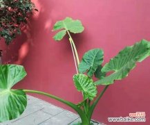 溪水滴落，菩提成梦——以滴水观音解读人生 滴水观音的寓意与人生境遇