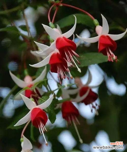 倒挂金钟花语寓意与生活的启示 倒挂金钟花语寓意