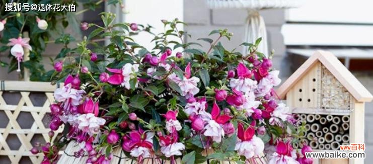 倒挂金钟花语寓意与生活的启示 倒挂金钟花语寓意