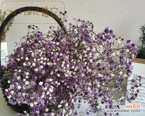 绽放在心间的爱恋 满天星,爱的浪漫花语