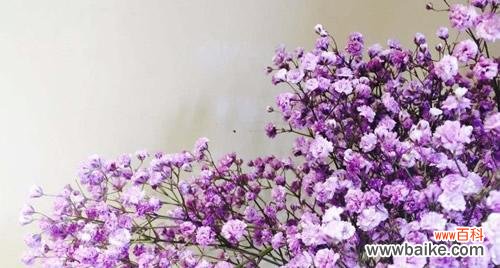 闪耀夜空的美丽之花 满天星的寓意和象征