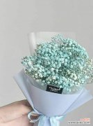 探究满天星的象征与文化内涵 满天星的寓意与意义