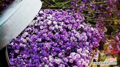 探寻满天星花的15种含义 满天星花语大全