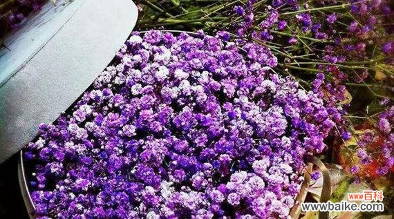 探寻满天星花的15种含义 满天星花语大全