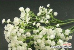 用满天星花传递美好与勇气 满天星花的寓意与象征——绽放希望