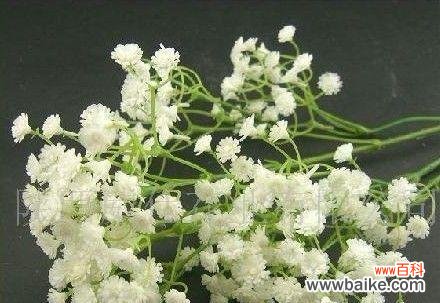 用满天星花传递美好与勇气 满天星花的寓意与象征——绽放希望