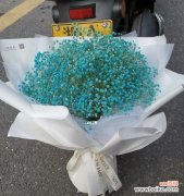 花语暗示爱情的奇迹 满天星花传说