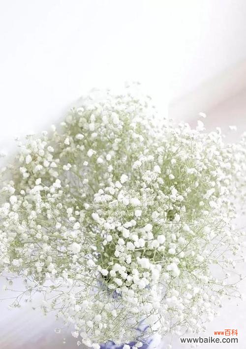 探寻满天星花语的浪漫与温馨 满天星花语的深意