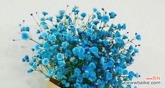 盛开绽放 满天星花的象征与寓意