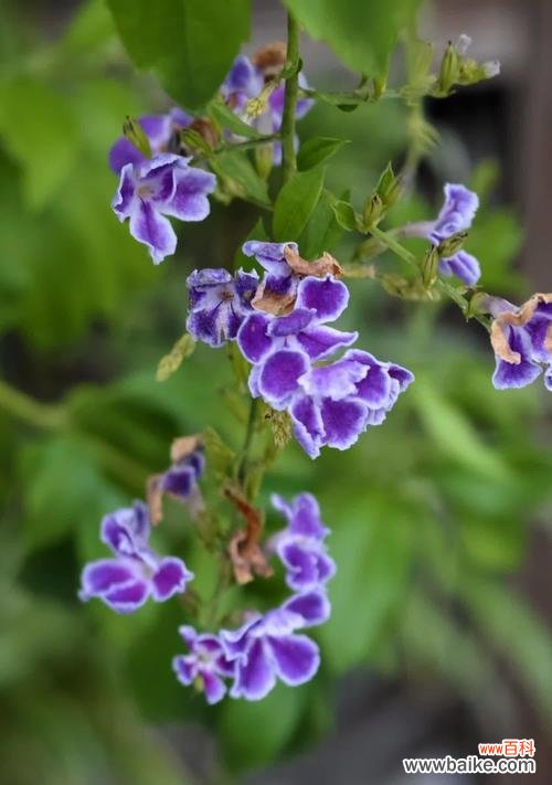 假连翘的花语有哪些含义?假连翘花语代表什么?