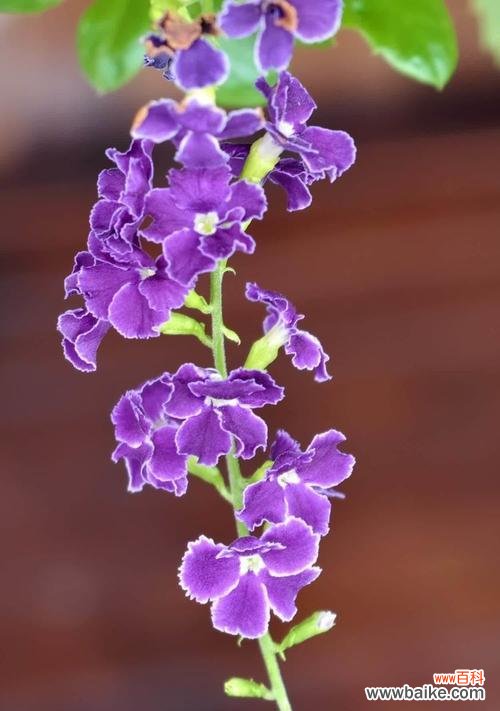 假连翘的花语有哪些含义?假连翘花语代表什么?