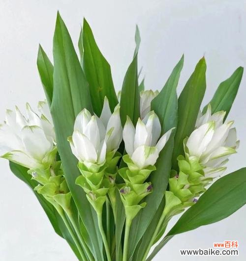 姜荷花的花语是什么意思?姜荷花花语的寓意是什么?