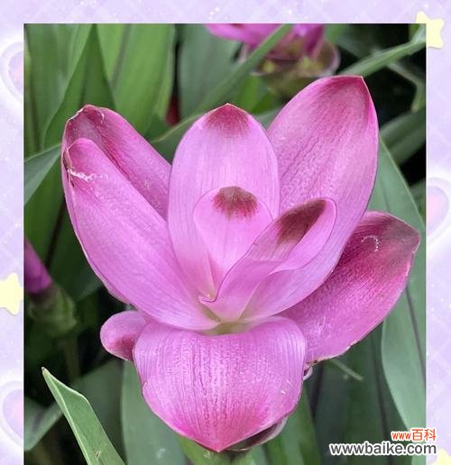 姜荷花的花语是什么意思?姜荷花花语的寓意是什么?