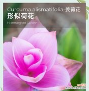 姜荷花的花语是什么意思？姜荷花花语的寓意是什么？