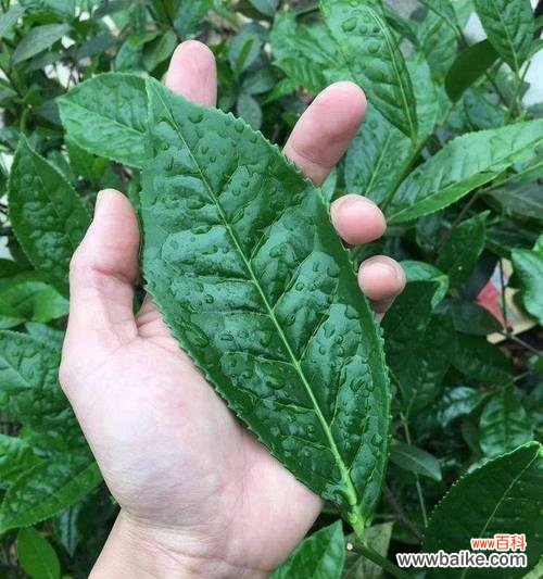 山河叶的花语代表什么？山河叶花语的深层含义是什么？