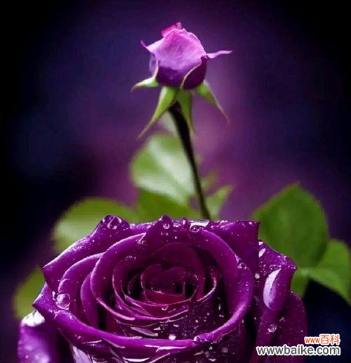 山河叶的花语代表什么？山河叶花语的深层含义是什么？