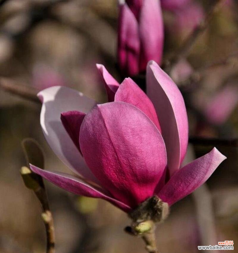 木辛夷花的花语是什么？木辛夷花语的寓意是什么？