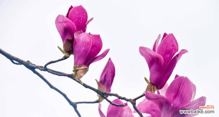 木辛夷花的花语是什么？木辛夷花语的寓意是什么？