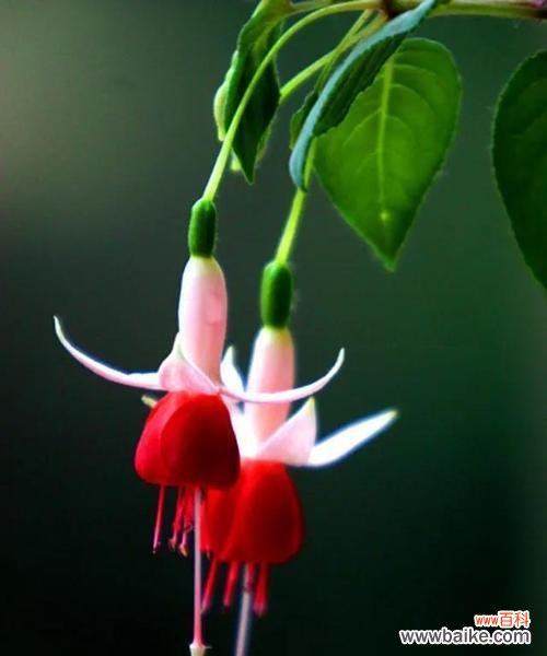 探寻倒挂金钟花的花语和奇特之美 倒挂金钟花的花语和美丽之谜