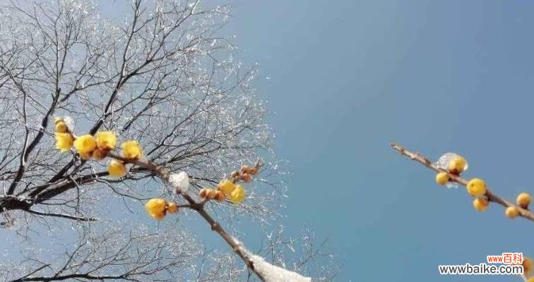 探寻倒挂金钟花的寓意与故事 倒挂金钟花的花语与美丽传说