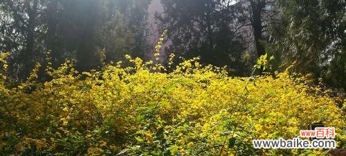 传承华夏文化之美——棣棠花的花语探秘 以棣棠花花语为主题的文章