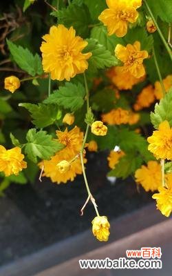 盛放在心间的魅力与温暖 棣棠花语